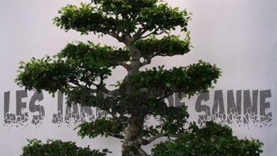 Photo of Nozioni di base sul bonsai: informazioni sui metodi di potatura del bonsai