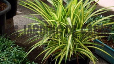 Photo of Nutrire una dracena – Come fertilizzare le piante di dracena