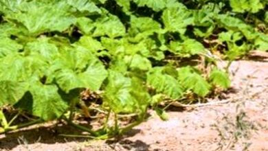 Photo of Ottenere fiori di zucca – Perché una pianta di zucca non fiorisce