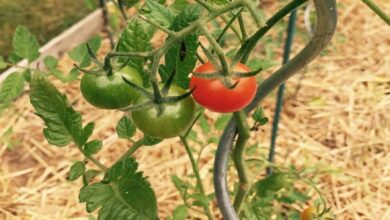 Photo of Pacciame di pomodoro vegetale: qual è il miglior pacciame per i pomodori?