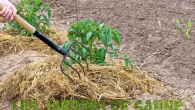 Photo of Paglia da pacciame in giardino: consigli per utilizzare la paglia come pacciame per le verdure