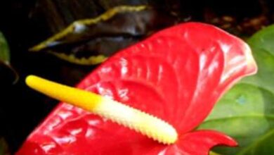 Photo of Parassiti delle piante di Anthurium – Controllo degli insetti sugli Anthurium