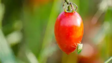 Photo of Parassiti delle piante di pomodoro: consigli per il trattamento dei parassiti del pomodoro