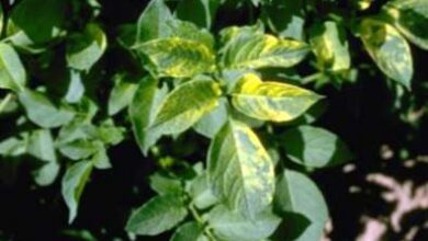 Photo of Patate con il virus del mosaico della patata: come gestire il virus del mosaico della patata