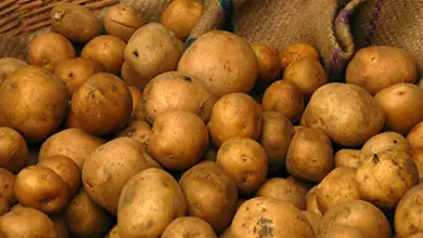 Photo of Patate Curly Top Virus – Scopri la gestione di Curly Top in patate