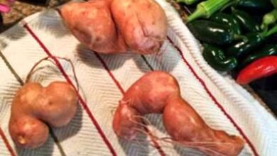 Photo of Patate deformate con nodi: perché i tuberi di patate sono deformati?