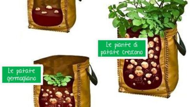 Photo of Patate in contenitore – Come coltivare le patate in contenitore