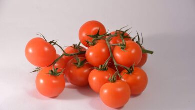 Photo of Pelle spessa del pomodoro: le cause della durezza della pelle