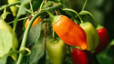 Photo of Peperoncini che non sono piccanti: Coltivazione di diversi tipi di peperoni dolci