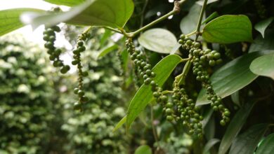 Photo of Pepper plant bug: cosa mangia le piante di pepe?