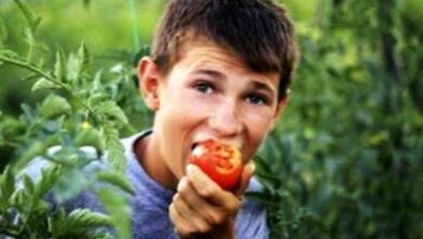 Photo of Perché i pomodori hanno un sapore aspro o amaro – Come curare il sapore amaro del pomodoro