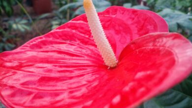 Photo of Perché il mio anthurium è a terra? Come fissare un anturio con foglie morte