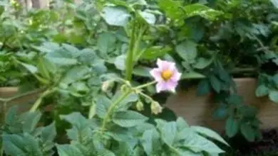 Photo of Pianta di patata in fiore: i miei fiori di patata si sono trasformati in pomodori