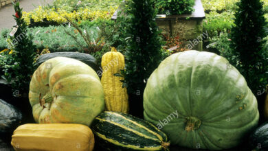 Photo of Pianta di zucca di midollo osseo – Come coltivare le verdure di midollo osseo