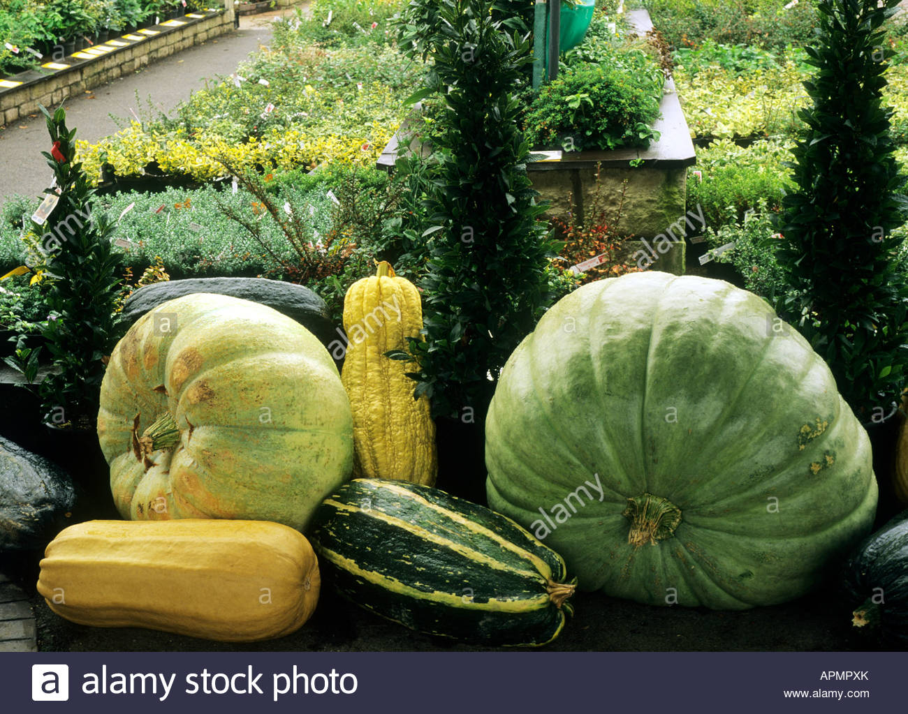 Pianta di zucca di midollo osseo Come coltivare le verdure di midollo