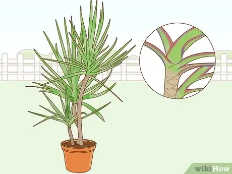 Photo of Pianta domestica Dracaena : Come prendersi cura di una pianta domestica Dracaena