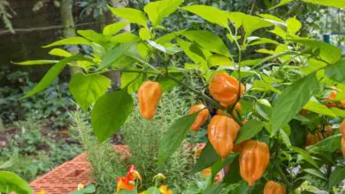 Photo of Pianta Habanero – Come coltivare il pepe Habanero