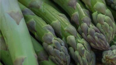 Photo of Piantare gli asparagi: come fare un letto di asparagi