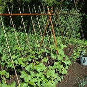 Photo of Piantare i fagioli – Come coltivare i fagioli in giardino