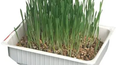 Photo of Piantare i semi di erba gatta – Come piantare i semi di erba gatta per il giardino