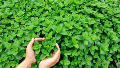 Photo of Piantare la menta: coltivare e utilizzare la pianta di menta