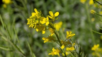 Photo of Piantare le foglie di senape – Come coltivare le foglie di senape