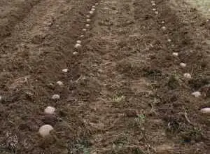 Photo of Piantare le patate: imparare a piantare le patate in profondità