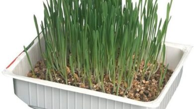 Photo of Piantare l’erba gatta – Come coltivare l’erba gatta