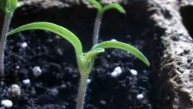 Photo of Piantare semi di pomodoro – Come iniziare a piantare piante di pomodoro da semi