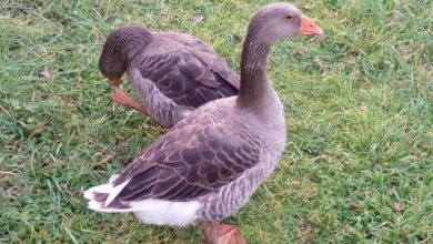 Photo of Piantare un giardino a prova di uccelli acquatici: scoprire piante che le anatre e le oche non mangiano