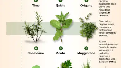 Photo of Piante aromatiche – Come prendersi cura delle piante aromatiche in giardino