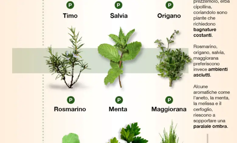 Piante aromatiche - Come prendersi cura delle piante ...