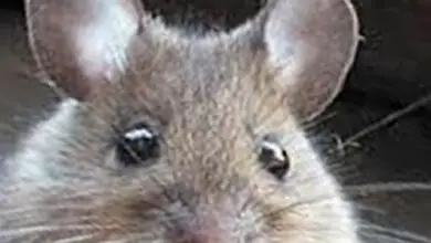 Photo of Piante che i topi non mangiano – Cosa non piace ai topi