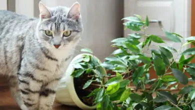 Photo of Piante da appartamento che i gatti evitano: Piante domestiche che i gatti non possono masticare o su cui non possono fare pipì