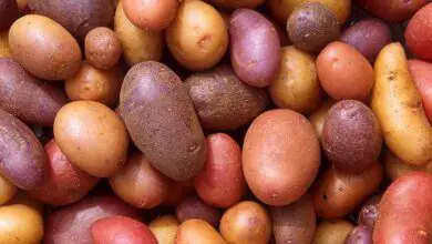 Photo of Piante da compagnia di patate: quali sono le migliori piante da compagnia di patate?