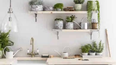 Photo of Piante da cucina: quali piante crescono meglio in cucina?
