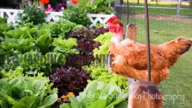 Photo of Piante da giardino e polli: come proteggere le piante dai polli
