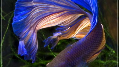 Photo of Piante d’acquario: tenere i pesci Betta in un contenitore per piante d’acqua al coperto