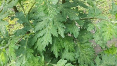 Photo of Piante d’appartamento a bassa allergenicità: quali piante d’appartamento alleviano le allergie?