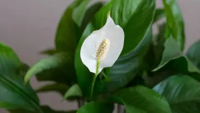 Photo of Piante d’appartamento fiorite: buone piante d’appartamento fiorite per condizioni di scarsa luminosità