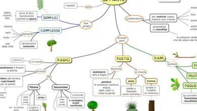 Photo of Piante della mappa delle radici: suggerimenti per la coltivazione di piante della mappa delle radici