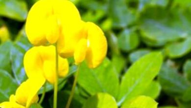 Photo of Piante di arachidi perenni – Mantenere le arachidi ornamentali nel giardino