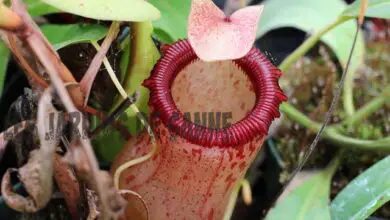 Photo of Piante di brocca Nepenthes : Trattamento di una pianta da brocca con foglie rosse