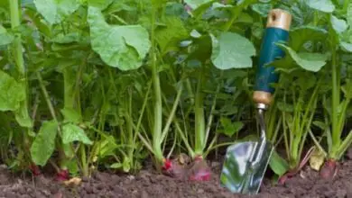 Photo of Piante di contorno per l’insalata: cosa piantare con l’insalata in giardino