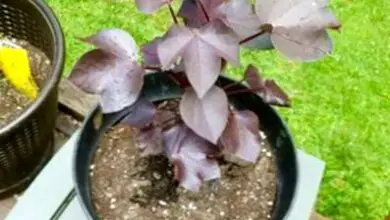 Photo of Piante di cotone nero – Consigli per piantare il cotone nero in giardino
