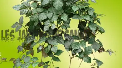 Photo of Piante di edera d’uva – Come prendersi cura di una pianta di edera d’uva casa