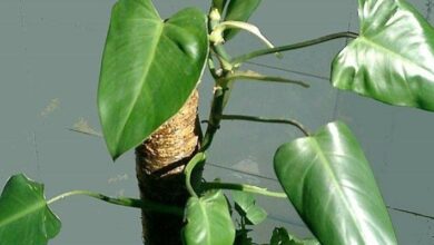 Photo of Piante di filodendro: come prendersi cura di una pianta di filodendro