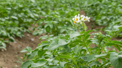 Photo of Piante di patata a foglia: come coltivare le patate a foglia