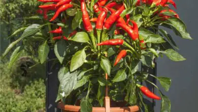 Photo of Piante di peperoncino – Cosa coltivare con le piante di peperoncino