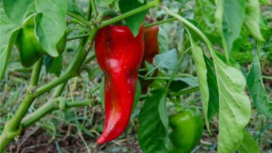 Photo of Piante di peperone a testa in giù: imparare a coltivare i peperoni a testa in giù